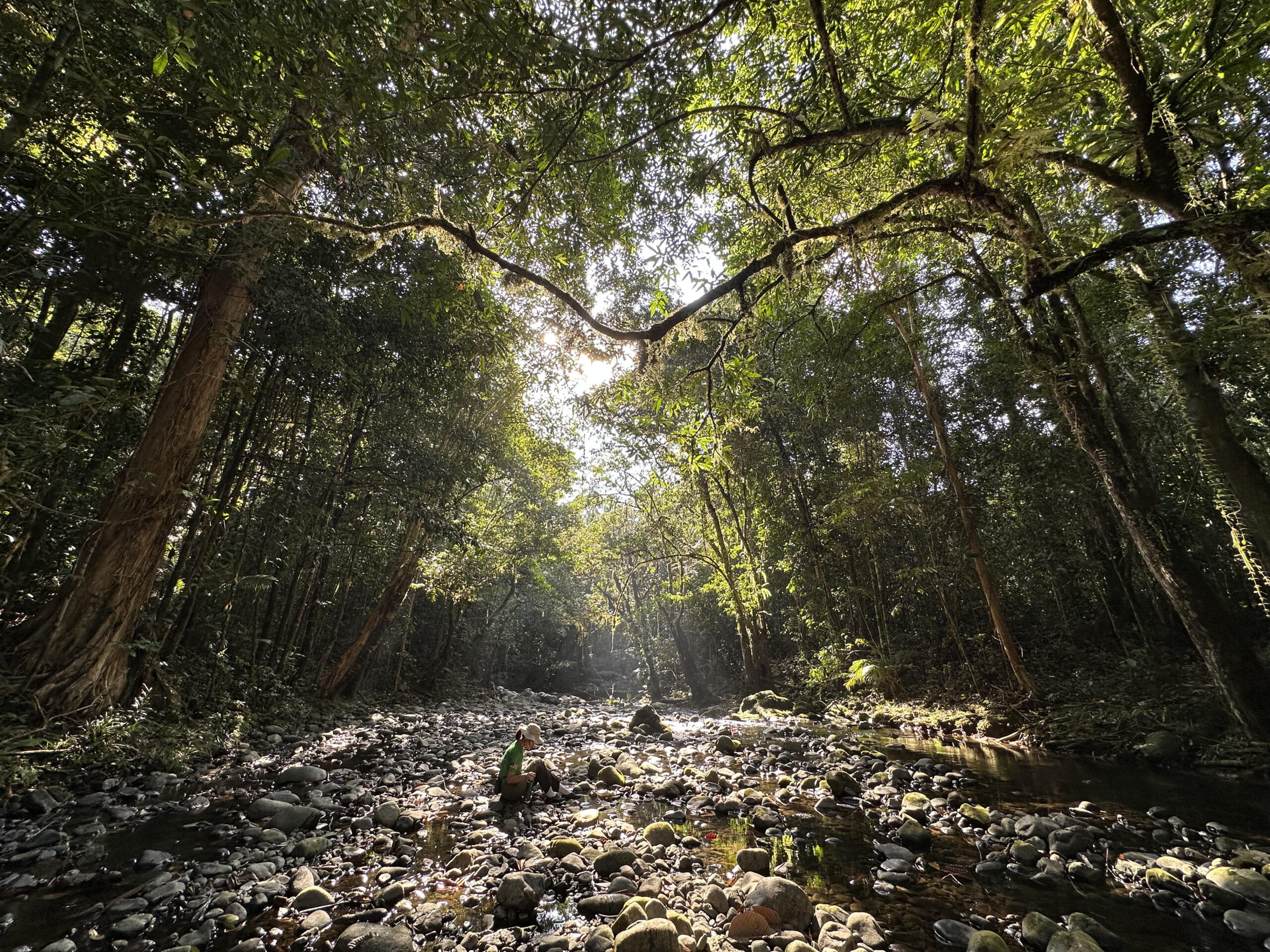 Forest Bathing: What Is It and How Does It Help?