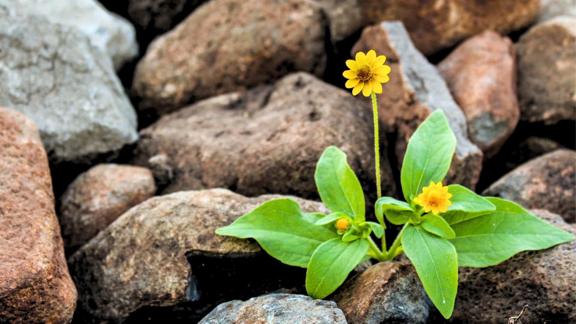 Beyond Well-being: Reconnecting with Nature to Build Mental Resilience